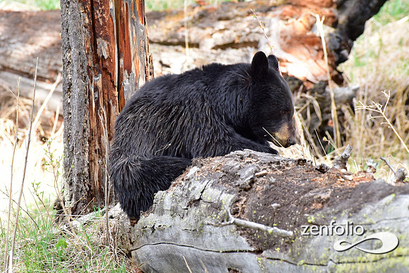 black bear with cinamon cubs (25)