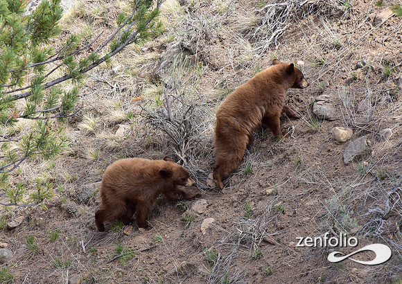 black bear with cubs (33)