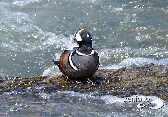 harlequin ducks
