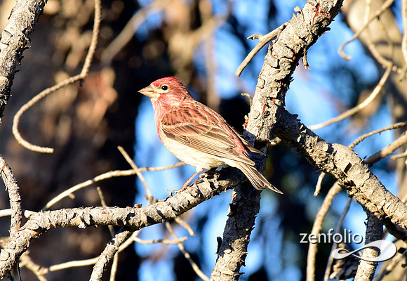 cassins finch