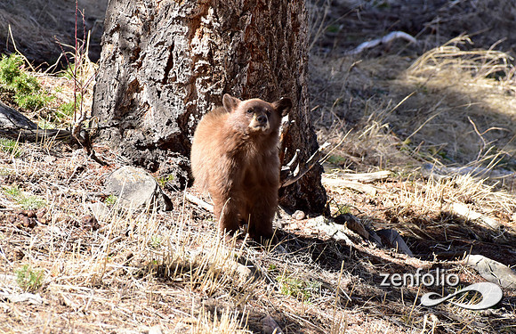 black bear with cubs (31)