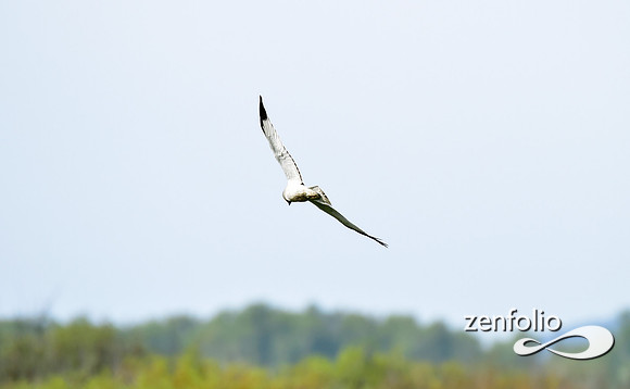 northern harrier (1)