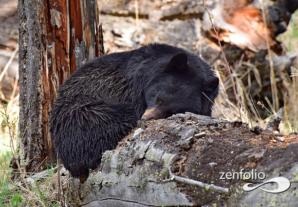 black bear with cinamon cubs (31)