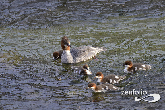 mergansers (9)