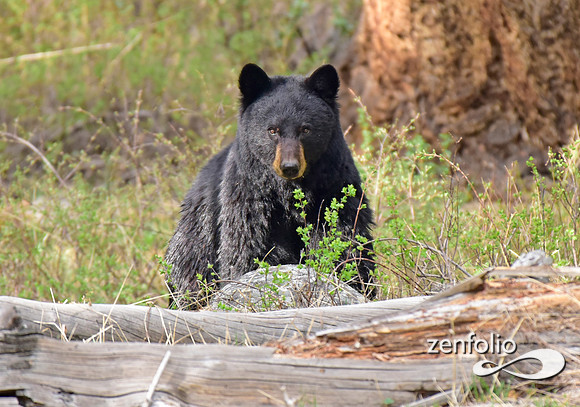 black bear (4)