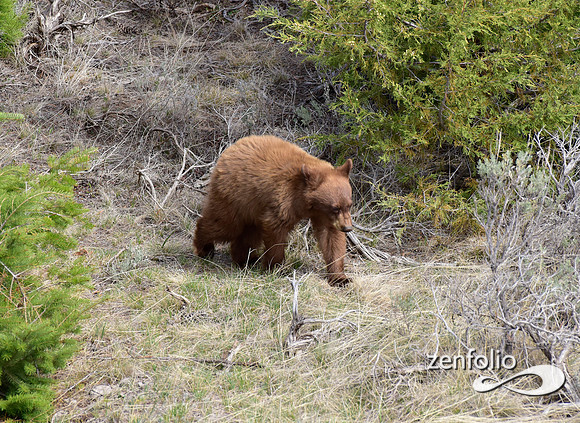 black bear with cubs (35)