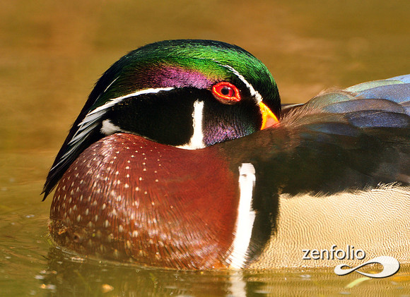 wood duck