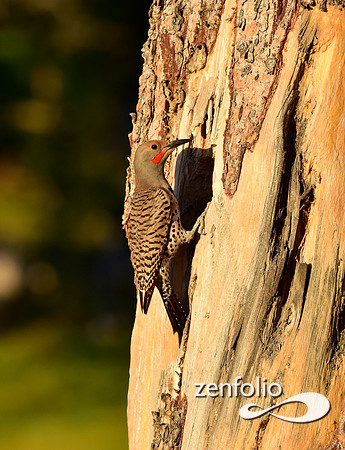 northern flicker (12)