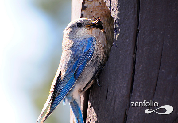 female bluebird feeding.