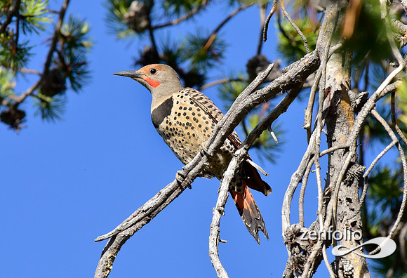 northern flicker (3)