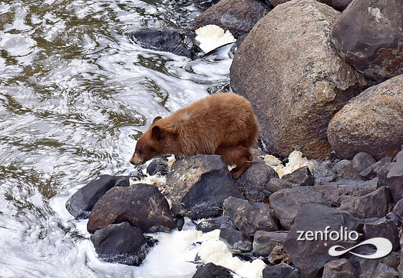 black bear with cubs (13)