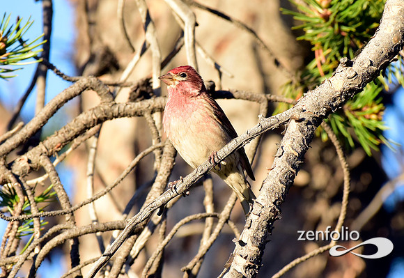cassins finch
