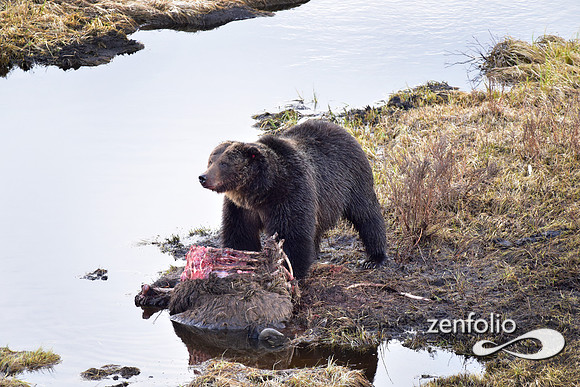 large grizzly at blacktail lakes (7)