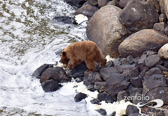 black bear with cubs (11)