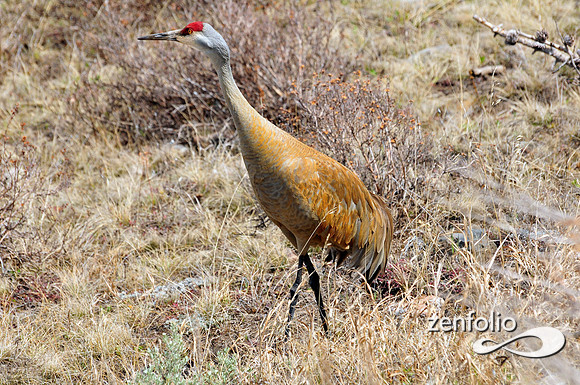 crane.