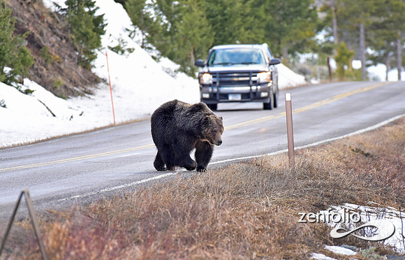 large grizzly at blacktail lakes (1)