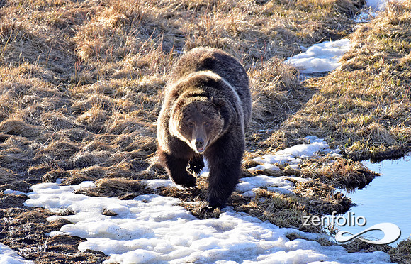 grizzly bear (15)
