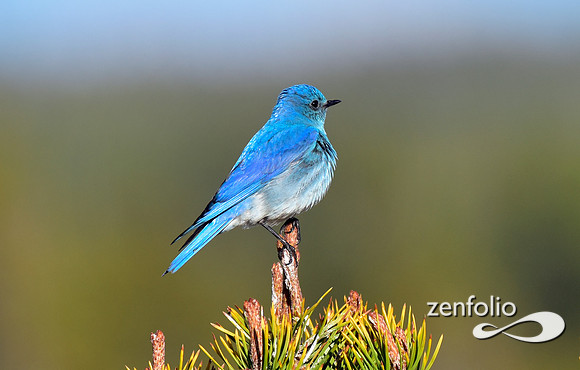 mtn bluebird (1)