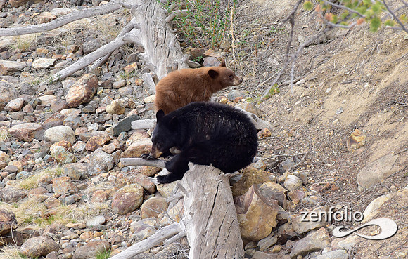 black bear with cubs (15)