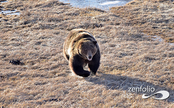 grizzly bear (12)