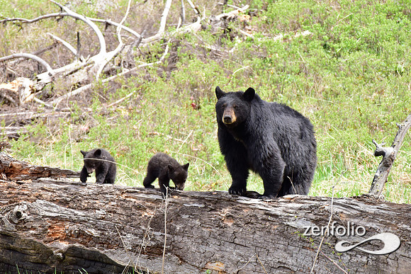 mom with cubs of the year (2)