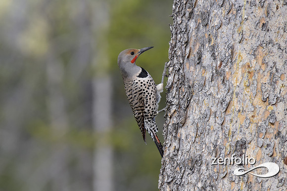 flicker (2)
