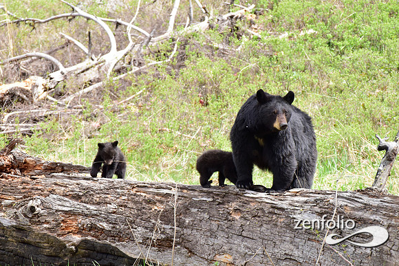 mom with cubs of the year (1)