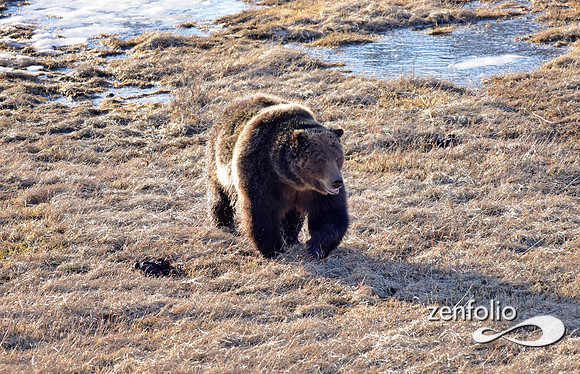 grizzly bear (10)