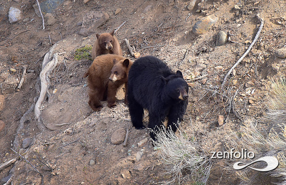 black bear with cubs (30)