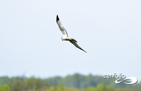 northern harrier (2)