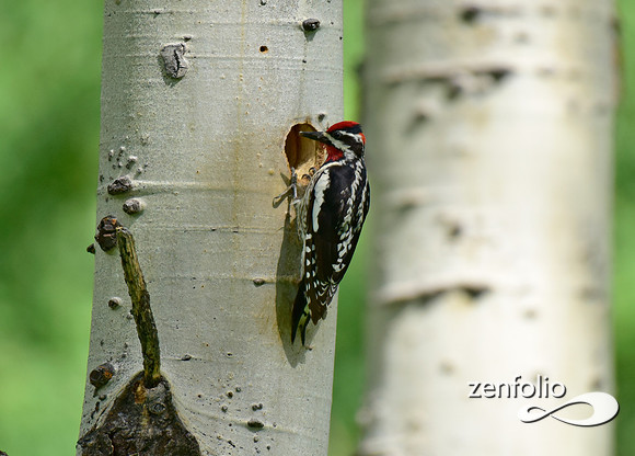 sapsucker