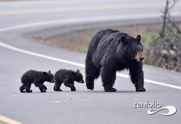 black bear with cubs (2)