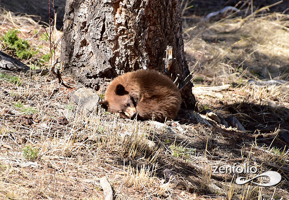 black bear with cubs (14)