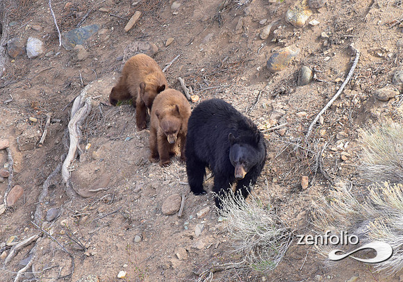 black bear with cubs (26)