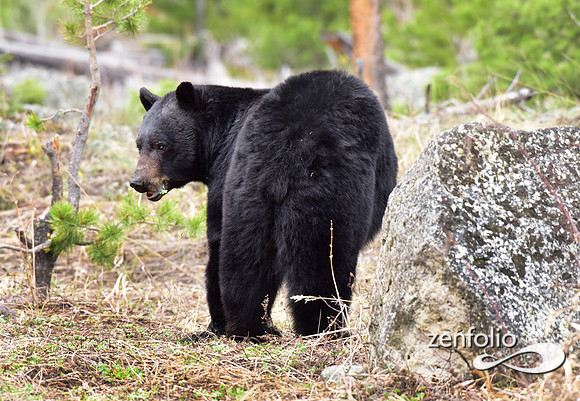 black bear (4)