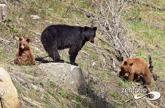 black bear with cinamon cubs (15)
