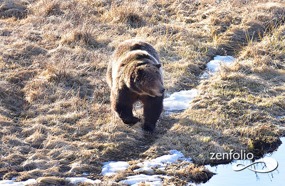 grizzly bear (13)