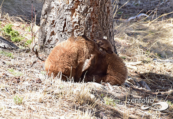 black bear with cubs (22)