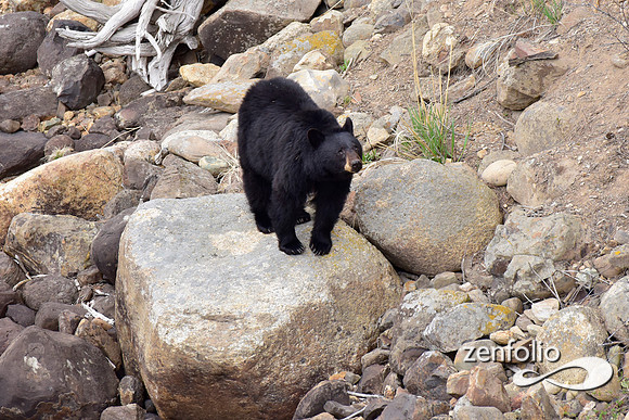 black bear with cubs (1)