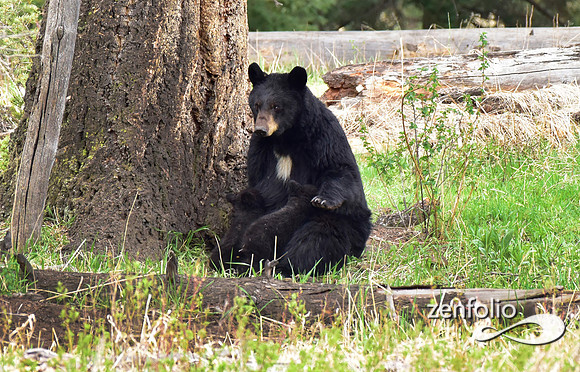 bear nursing her cubs (2)