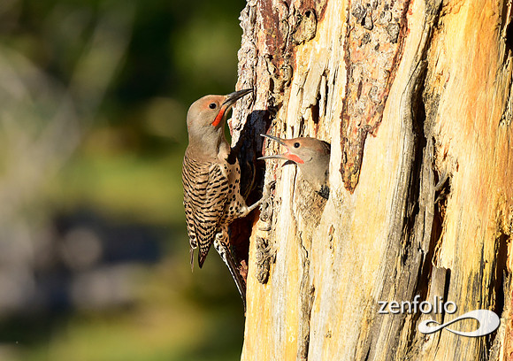 northern flickers (12)