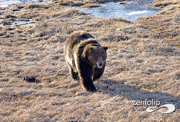 grizzly bear (11)