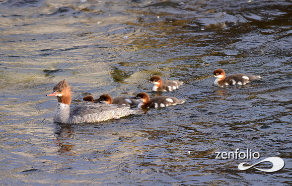 mergansers (14)