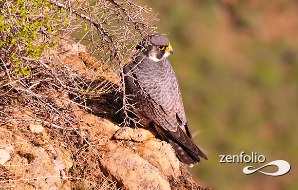 perrigrine falcon,angels landing,zion national park,april 2012.