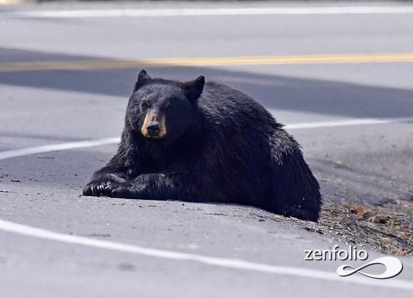black bear with cinamon cubs (18)