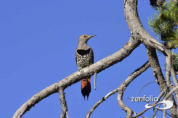 northern flicker (1)