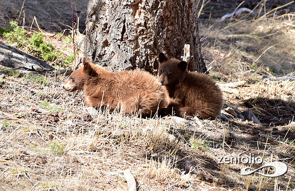 black bear with cubs (24)