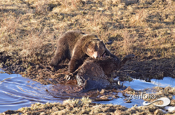 grizzly bear (35)