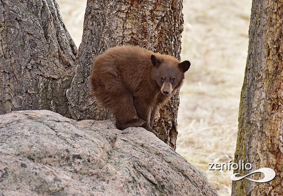 black bear with cubs (48)
