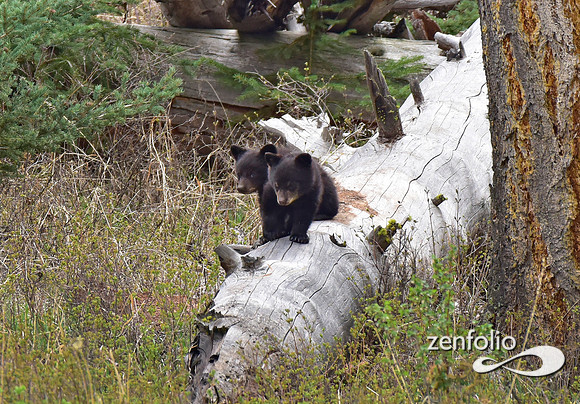 bear cubs (4)